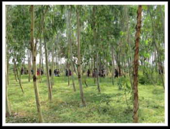 Stakeholders visiting clonal seed orchards of Eucalyptus sp.